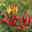 Surjomukhi All Season Chili seeds (Re-Pack) - 1gm image