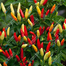 Surjomukhi All Season Chili seeds (Re-Pack) - 1gm image