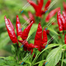 Surjomukhi All Season Chili seeds (Re-Pack) - 1gm image