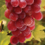 Sweet Grape Vine Seeds-50Pcs image