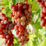 Sweet Grape Vine Seeds-50Pcs image