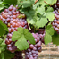 Sweet Grape Vine Seeds-50Pcs image