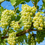 Sweet Green Grape Seeds -20Pcs image