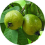 Thai-7 Guava Seeds-20Pcs image