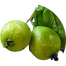 Thai-7 Guava Seeds-20Pcs image
