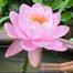 Thai Bowl Lotus Flower Seeds - 5 Seeds ( Germination 100Percent ) image