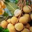 Thai Longan Fruit Seeds Intact Pack 0.25gm image