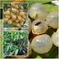 Thai Longan Fruit Seeds Intact Pack 0.25gm image