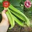 Thick fleshed sword bean seeds spring, summer, autumn, heat-resistant four-season vegetables with sword beans, special sword bean seeds image