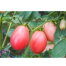 Tomato Seeds Bangladeshi - 50 Pcs image