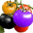 Tomato Seeds Mixed (Black, Yellow, Red) - 24 Plus Pcs image