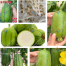 Variegated Sponge Gourd Seeds 10Pcs image