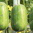 Variegated Sponge Gourd Seeds 10Pcs image