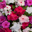 Vinca Flower Mix Color F2 Hybrid Seeds - 15 Pcs image