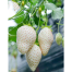 White Strawberry Seed image