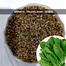 Winter Palong Shak Seeds 200 Pcs image