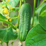Winter Queen 12 Pata Cucumber Seeds (Re-pack) - 20 pcs image