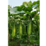 Winter Queen 12 Pata Cucumber Seeds (Re-pack) - 20 pcs image