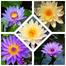 Yellow and Purple Color Lotus Seeds 4 pc image