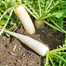 White Radish Seeds 0.1 Gm image