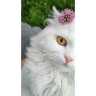profile-pic