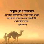 রবিউল ইসলাম