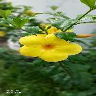 Farhana Akter