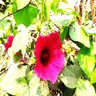 বুক লাভার