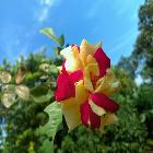 MD ABDULLAH